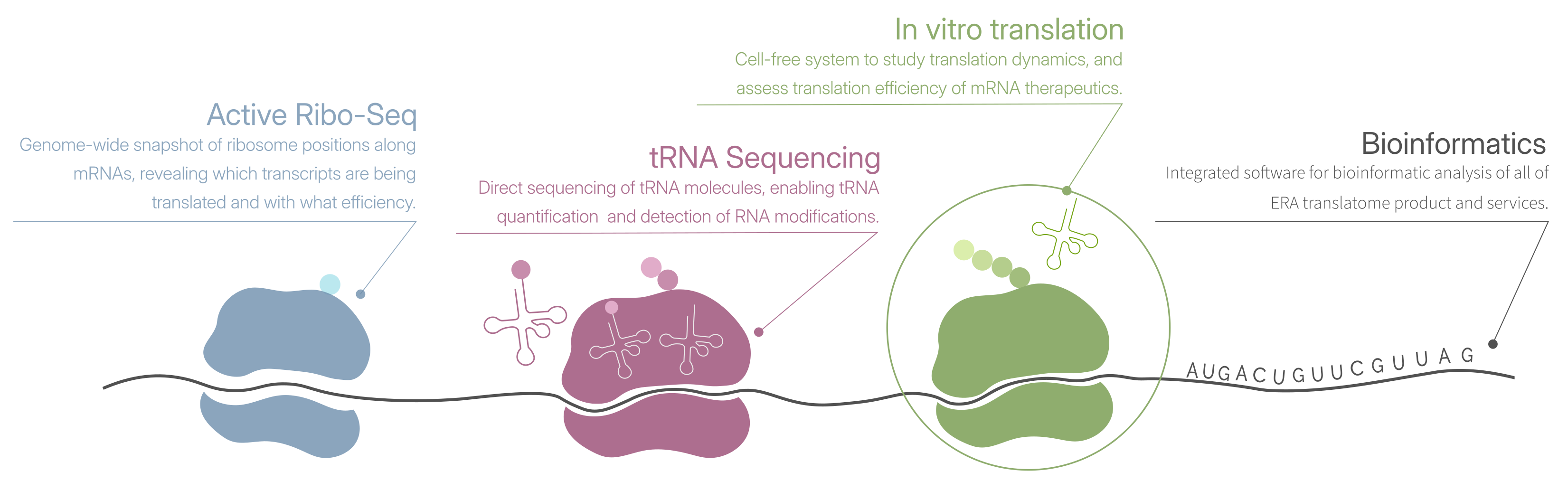 Overview of the translatomics workflow from RNA to proteins