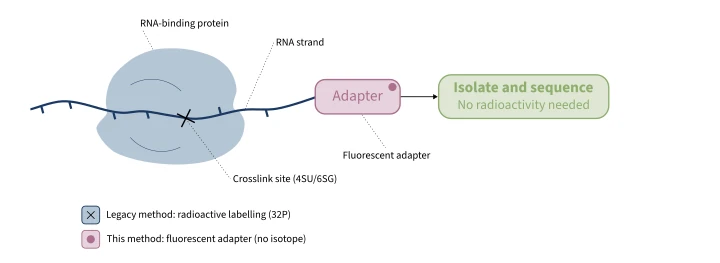 Figure 1 Fluorescent PAR-CLIP (fPAR-CLIP) mechanism. A fluorescently labelled adapter is ligated directly to the 3′ end of RNA crosslinked to an RNA-binding protein, replacing the radioactive labellin