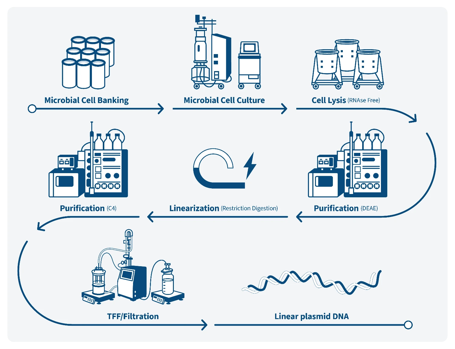 Figure 1. Schematic representation of the workflow to manufacture linear plasmid DNA.