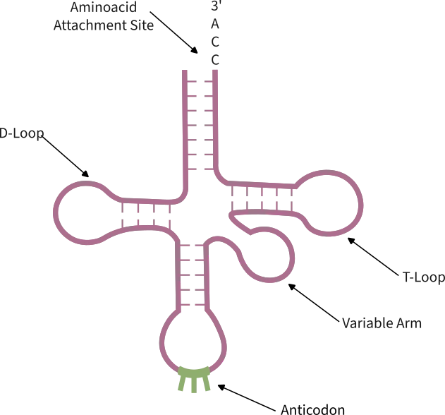 Figure 1 Overview structure of a tRNA molecule. The anticodon – used to match the codon information with the corresponding amino acid – is highlighted in green.