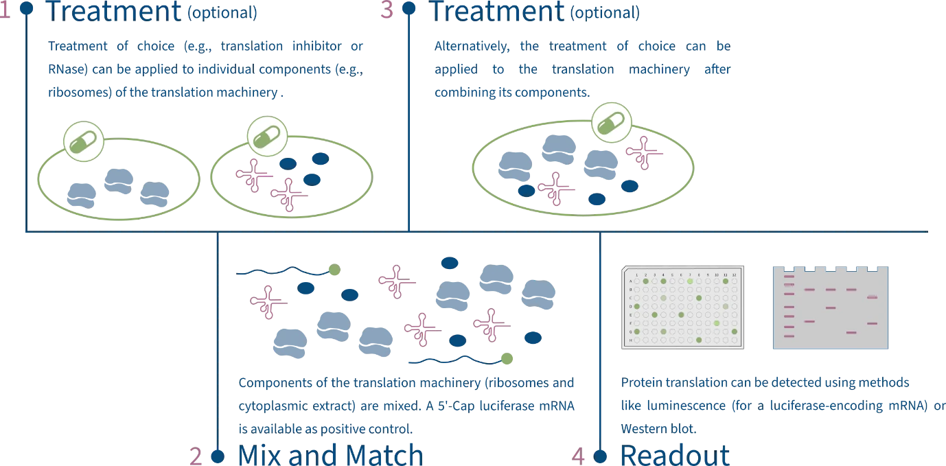 Figure 1 Schematic overview of the ReCet workflow. Treatment can be applied to the sample before or after mixing the different components of the translation machinery.
