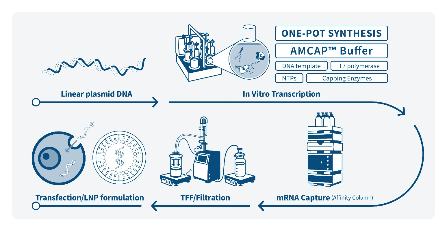 Figure 2. Schematic representation the AMCAP™ mRNA manufacturing workflow.