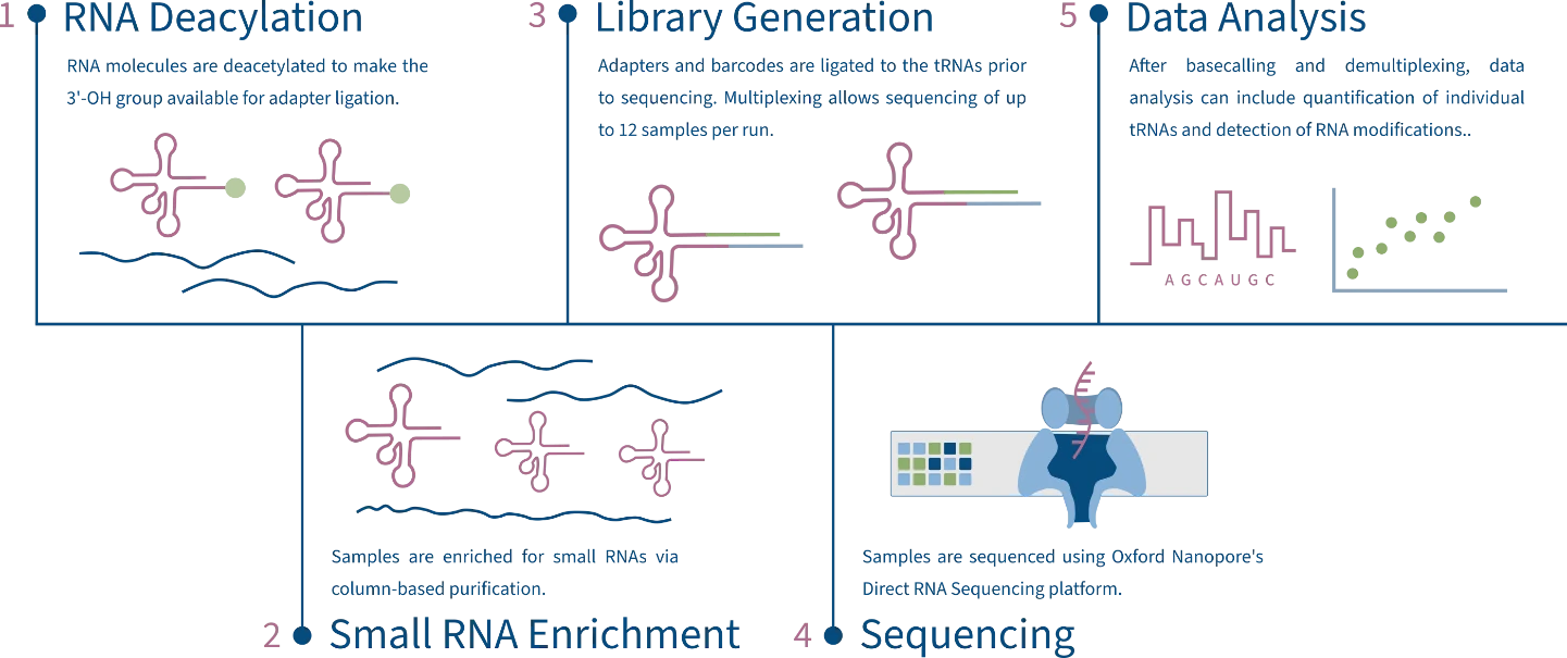 Figure 2 Schematic overview of Immagina Biotech’s nano-tRNAseq workflow. The entire workflow can be complete in two days and is compatible with any eukaryotic or prokaryotic species with an annotated 