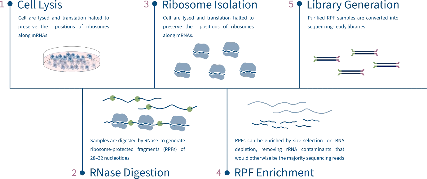 Illustration, section: The Ribo-Seq Workflow