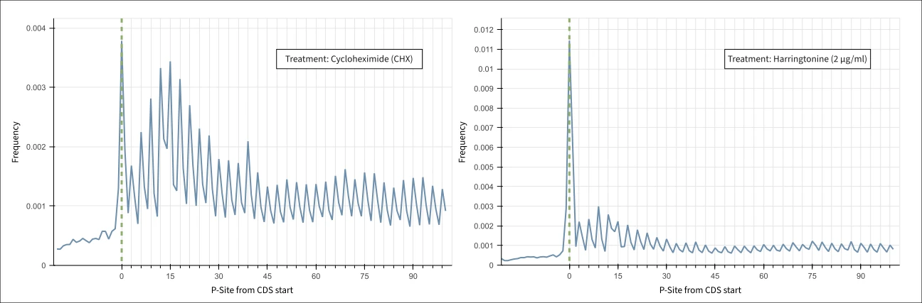 Figure 2 Metaprofile plots showing P-site positions for all transcripts around translation initiation sites (0 to +100 nt) in samples treated with CHX (left) and harringtonine (right), showing the acc