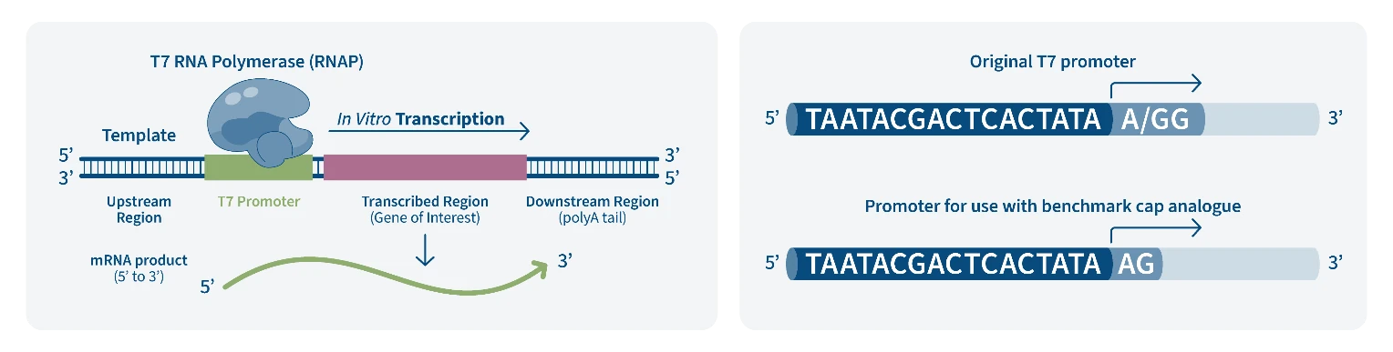 Figure 3. Template requirements for in vitro transcription. (A) The DNA template incorporating the gene of interest needs to contain functional elements to recruit T7 RNA polymerase and a downstream p