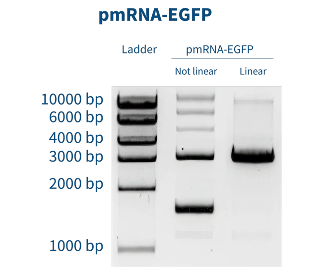 Figure 2. Agarose gel electrophoresis of a linearized plasmid used for the in vitro transcription of an EGFP-encoding mRNA compared to its undigested parental counterpart.