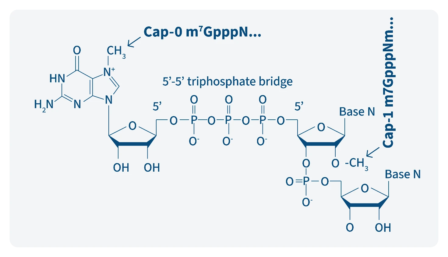 Figure 4. The Cap structure. Based on the type of modifications installed at the 5’-end of the in vitro produced transcripts different cap structures are generated (Cap-0, Cap-1). Cap-1 structures ens