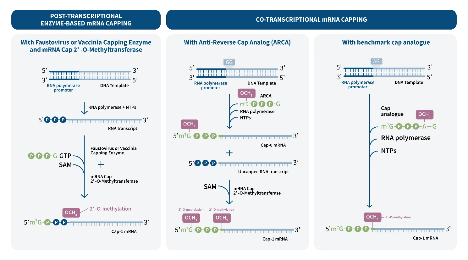 Figure 5. mRNA capping. Cap structures can be generated on synthetic RNA either by post-transcriptional multi-enzymatic methods or by co-transcriptional incorporation of a chemical cap analogue which 