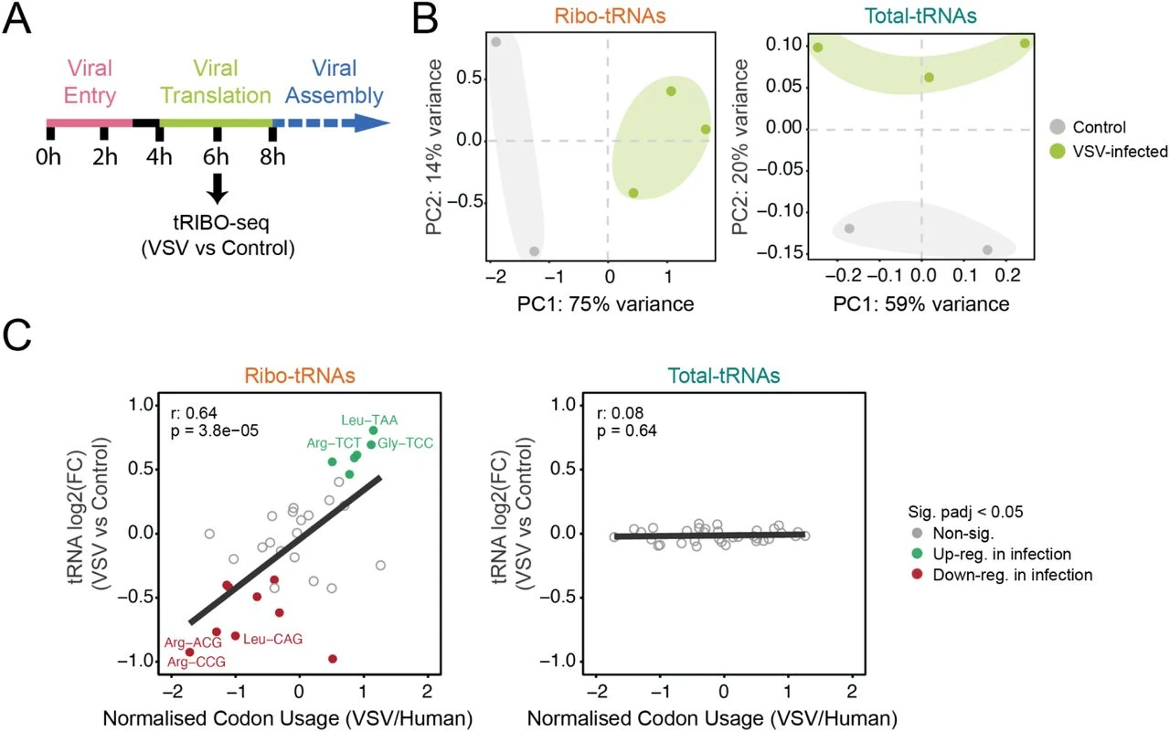 Figure 5 A Schematic timeline of vesicular stomatitis virus (VSV) infection. B Principal component analysis (PCA) showing tRNA abundances of ribosome-associated tRNAs (ribo-tRNA) (left) and total tRNA