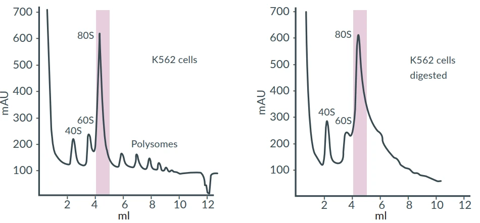 Figure 4 Representative sucrose gradient profiles of non-RNase-treated (left) and RNase-treated K562 cells extract. Data source: siTOOLs Biotech