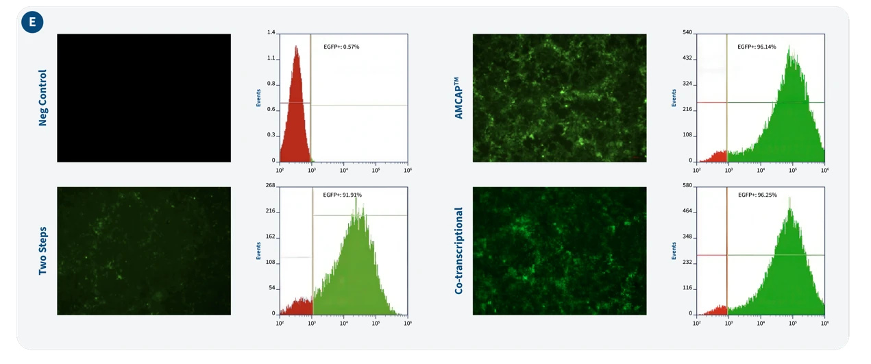 Figure 6. Evaluation of the AMCAP™ performance in comparison with post-transcriptional enzymatic capping and co-transcriptional capping using Cap analogues. Process yield (A), capping efficiency (B) a